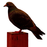 Symbol von Vogel png