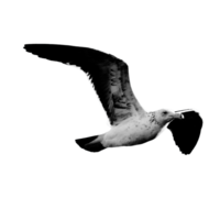 icon of bird png