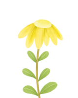 Gänseblümchen Blume Illustration png