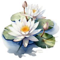 Blooming water lilies,lotus flower floating on water, digital watercolor clipart AI generated png