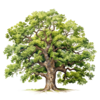 old fresh green oak tree isolated AI generated png