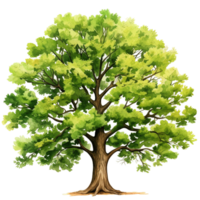 Bright green leaves oak tree isolated AI generated png