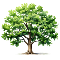 Green leaves oak tree isolated AI generated png