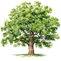 Big green oak tree isolated AI generated png