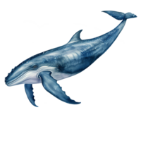 Blue whale watercolor digital illustration isolated AI generated png