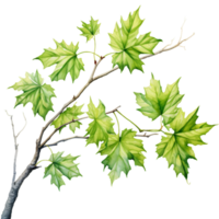 Maple leaves branch rising from corner, watercolor clipart isolated ai generated png