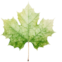 watercolor green maple leaf isolated on white ai generated png