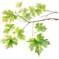 autumn maple leaves branch watercolor, green leaves isolated ai generated png