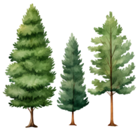 3 separate green pine tree watercolor illustration isolated ai generated png