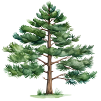 watercolor green pine tree isolated ai generated png