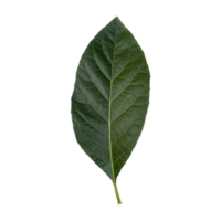 verde hoja aislado, cortar fuera png