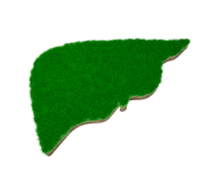 forma de hígado hecha de hierba verde y sección transversal de textura de suelo de roca con ilustración 3d png