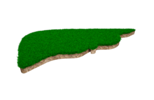 forma de hígado hecha de hierba verde y sección transversal de textura de suelo de roca con ilustración 3d png