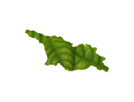 Georgia map made of green leaves ecology concept png