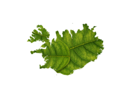 Iceland map made of green leaves on White background ecology concept png