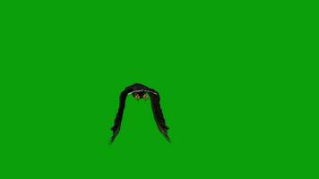 Aigle en volant vert écran vidéo 5 video