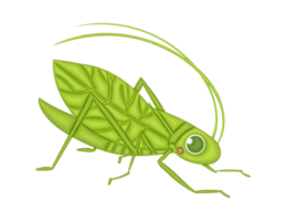 3d green Cricket on a transparent background png