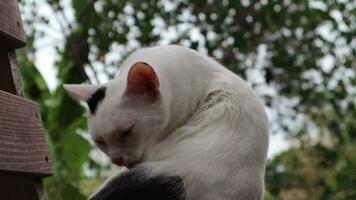branco peludo gato aliciamento para limpar, natural borrado fundo video
