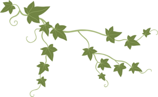 Simplicity ivy freehand drawing png