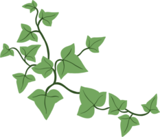 Simplicity ivy freehand drawing png