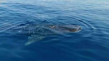 Cancun quintana roo México 2022 enorme baleia Tubarão nada em a água superfície Cancun México. video