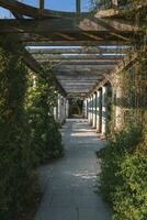 ver de enredadera plantas cubierta antiguo columnata a el colina jardín y pérgola foto