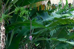 Bunch of bananas with its inflorescence photo