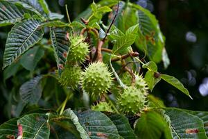 Horse Chestnuts still hanging from the tree photo