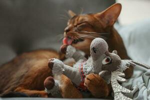 gato jugando con un mullido juguete. cerca arriba disparo. abisinio gato cara foto