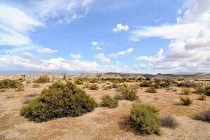 a desert area with bushes and rocks photo