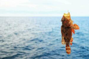 a fish hanging from a hook in the water photo