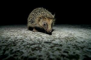 a hedgehog walking on the ground at night photo