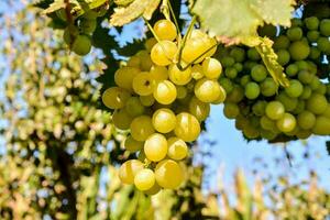 grapes on the vine photo