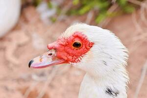 un cerca arriba de un blanco Pato con rojo ojos foto