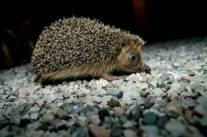 a hedgehog walking on gravel photo