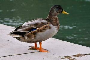 a duck standing on a ledge near water photo