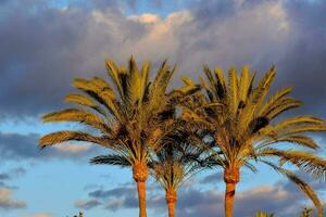 two palm trees stand in front of a blue sky photo