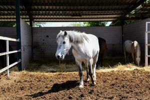 un caballo en pie en un estable con heno foto