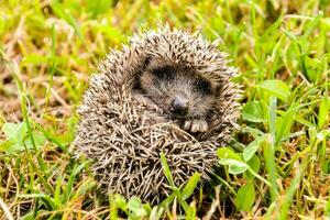 a hedgehog is curled up in the grass photo