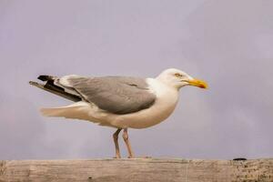 a seagull standing on a wooden post photo