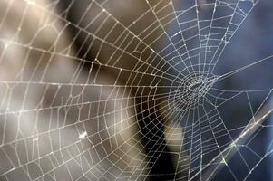 a spider web in the nature photo