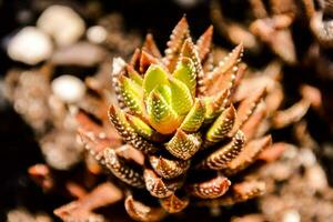 un cerca arriba de un suculento planta con pequeño verde hojas foto