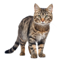 gato aislado en transparente antecedentes . ai generado png