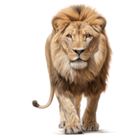 lejon isolerat på transparent bakgrund . ai genererad png