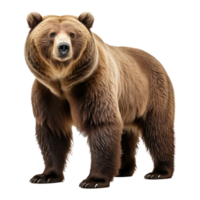 Urso isolado em transparente fundo . ai gerado png