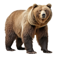 Urso isolado em transparente fundo . ai gerado png