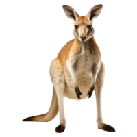 Kangaroo isolated on transparent background . AI Generated png