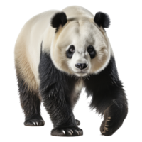 Panda isolé sur transparent Contexte . ai généré png