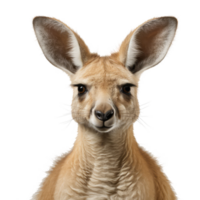 Kangaroo isolated on transparent background . AI Generated png