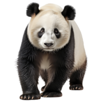 panda isolerat på transparent bakgrund . ai genererad png